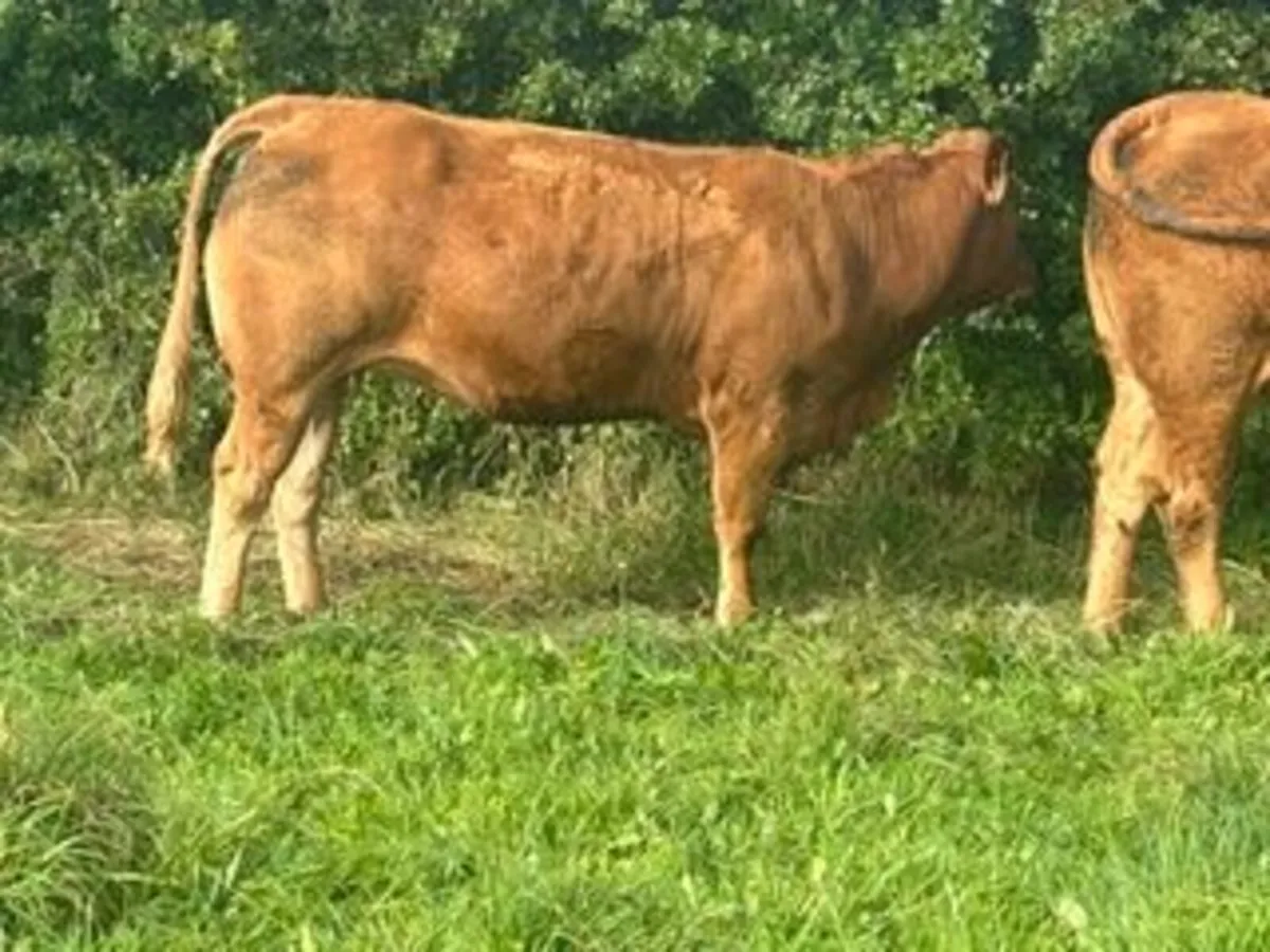 22 in calf Sim X Lim X heifers in Elphin Mart - Image 3