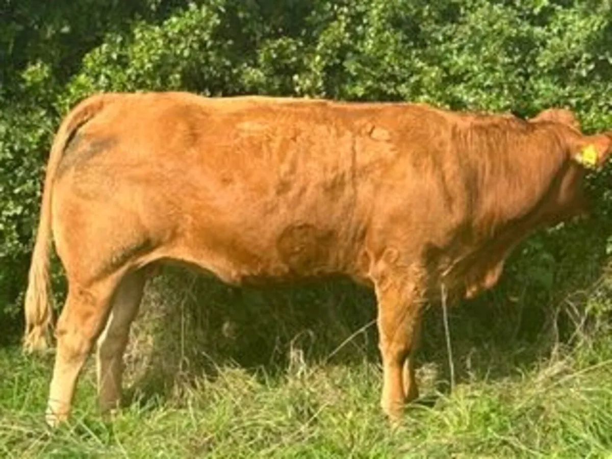 22 in calf Sim X Lim X heifers in Elphin Mart - Image 4