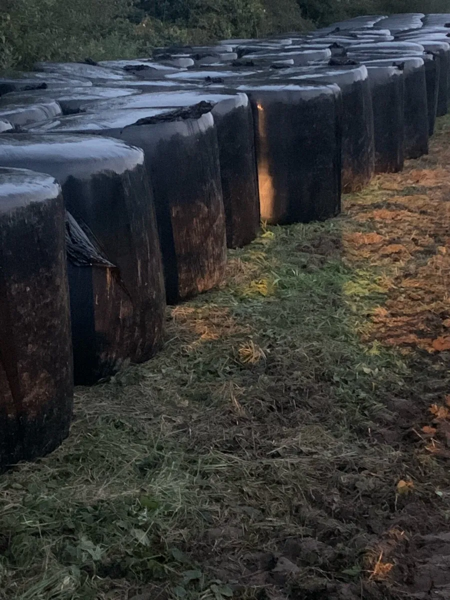 Silage bails