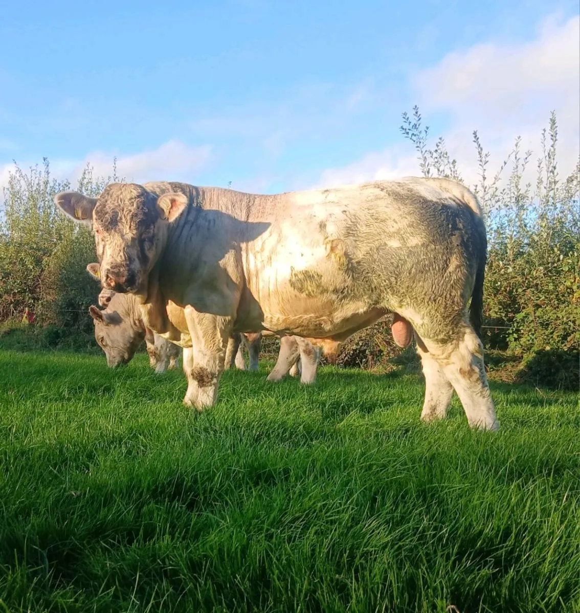 Charolais Bulls - Image 3