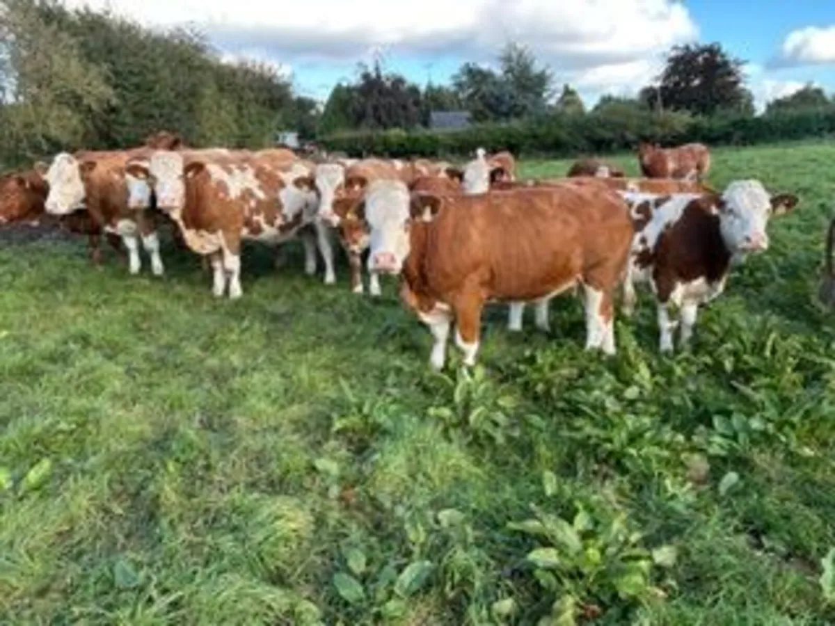 22 in calf Sim X Lim X heifers in Elphin Mart - Image 1