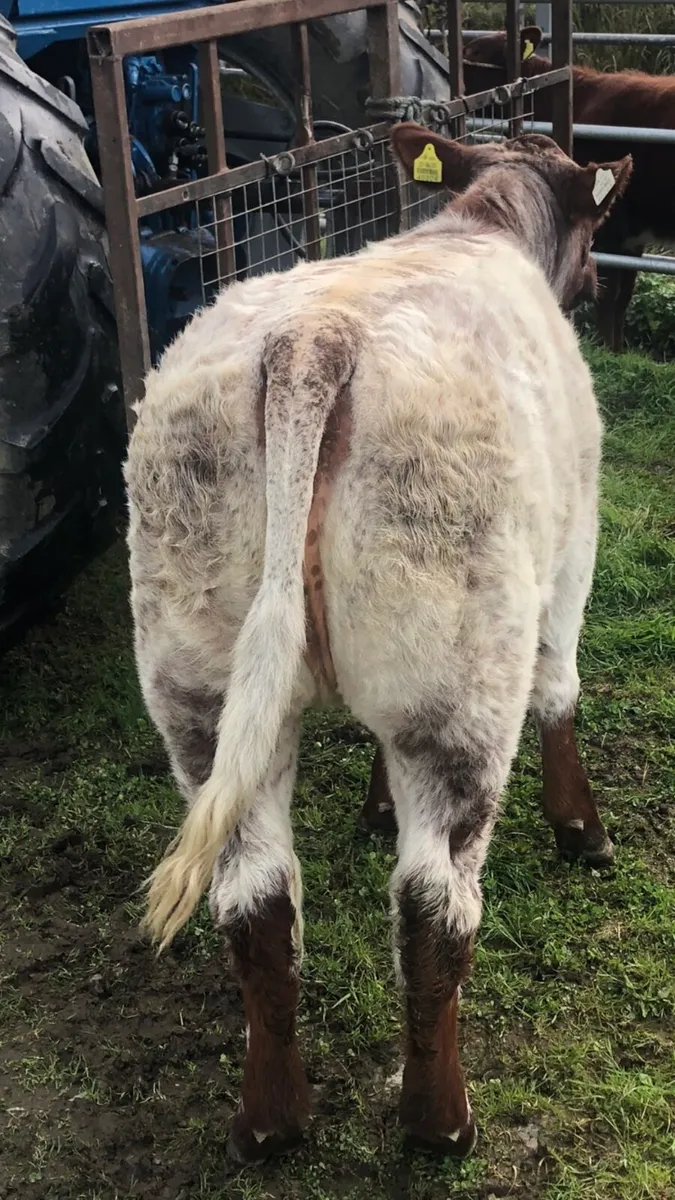 PBR Roan Shorthorn weanling heifer - Image 2