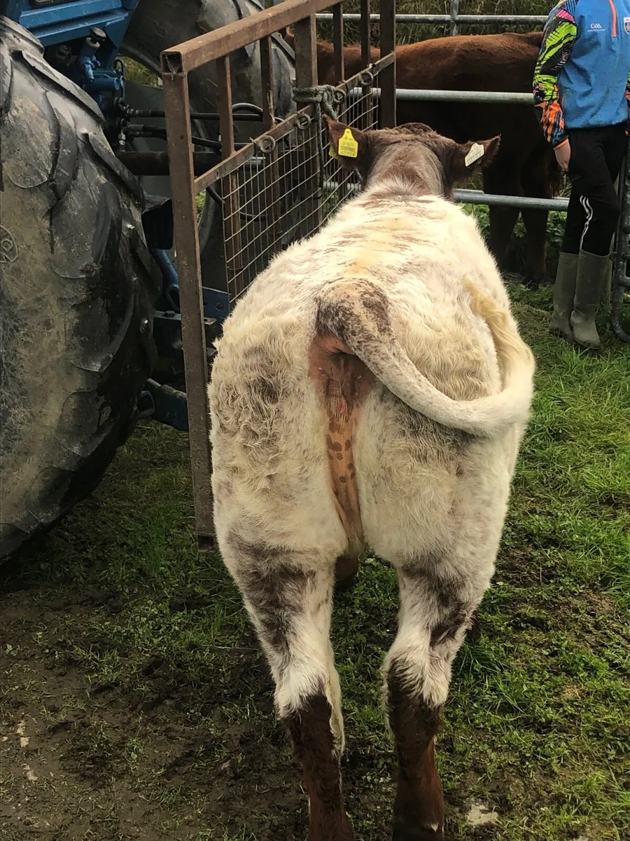 PBR Roan Shorthorn weanling heifer - Image 3