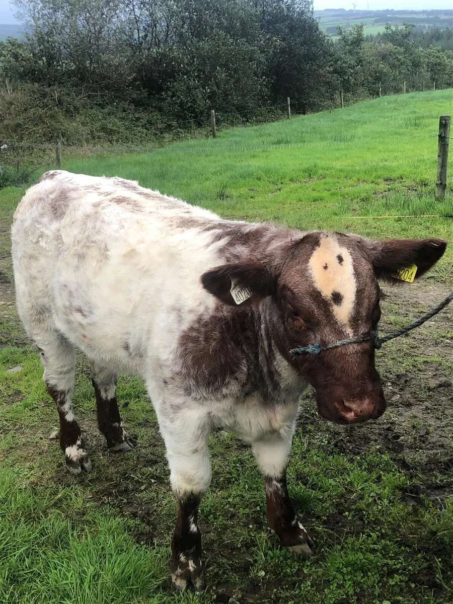 PBR Roan Shorthorn weanling heifer - Image 1