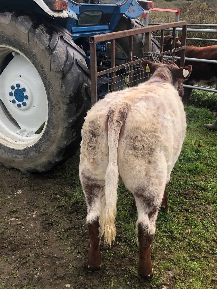 PBR Roan Shorthorn weanling heifer - Image 4