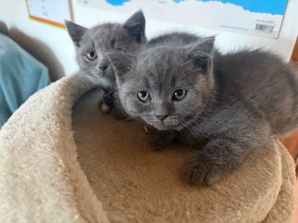 British Shorthair - Image 2