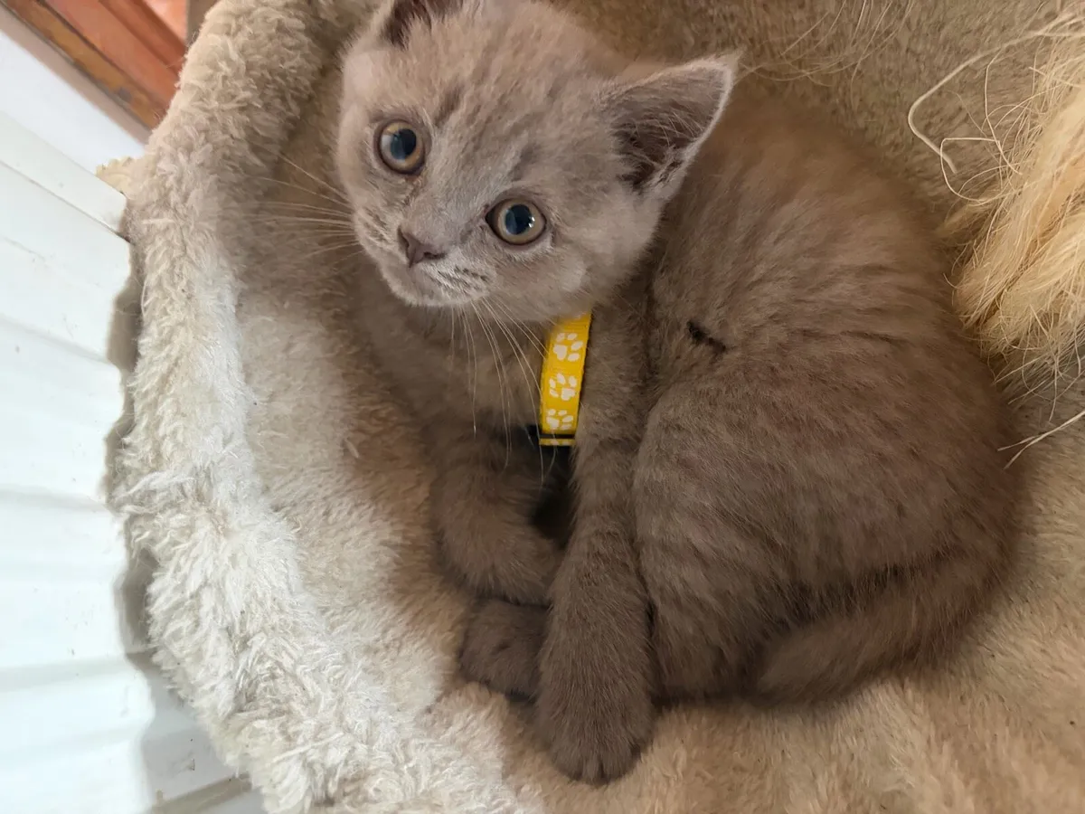 British Shorthair - Image 3