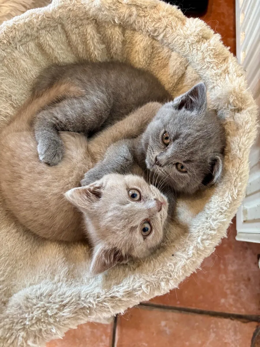 British Shorthair - Image 1
