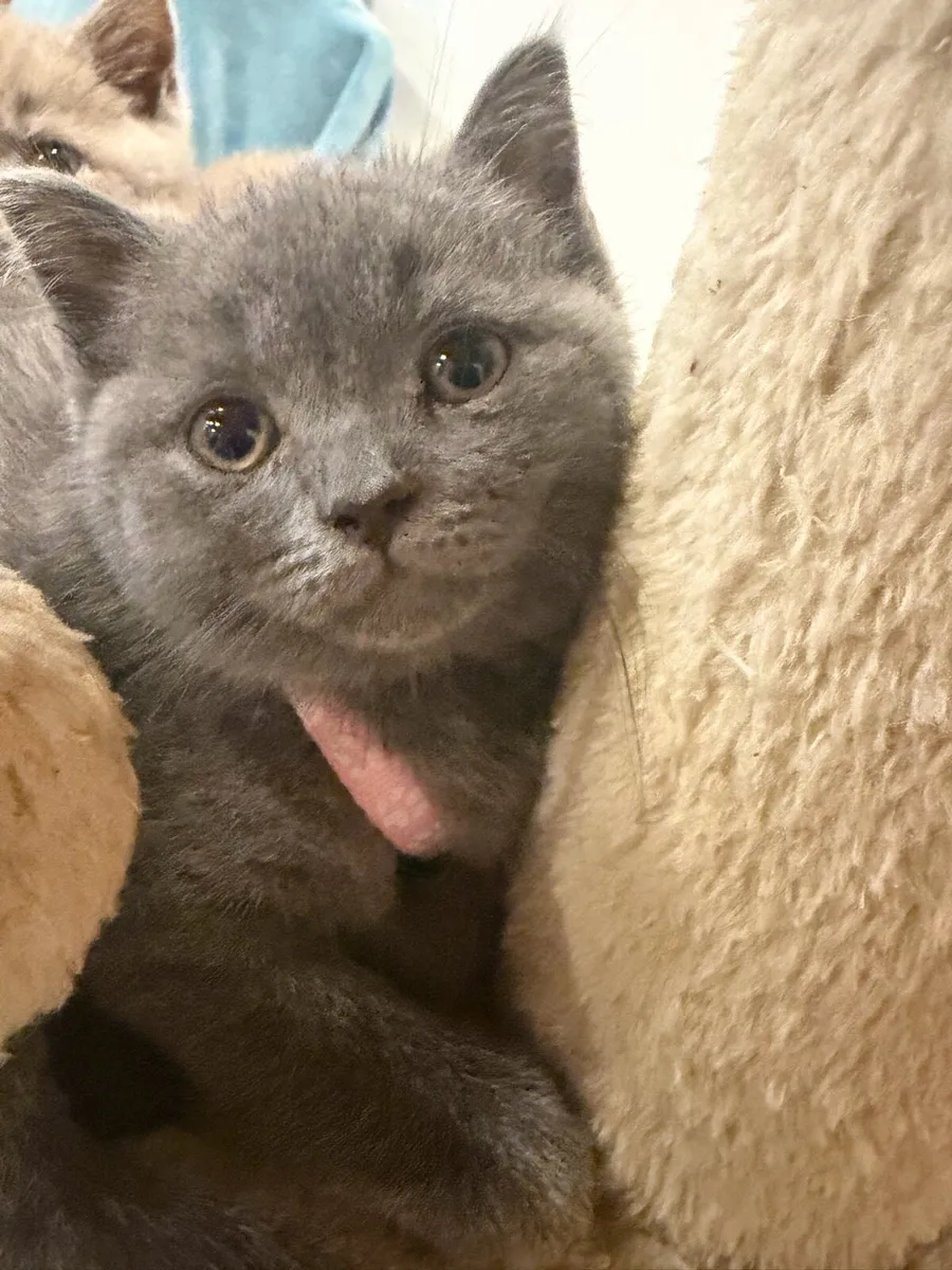 British Shorthair - Image 4