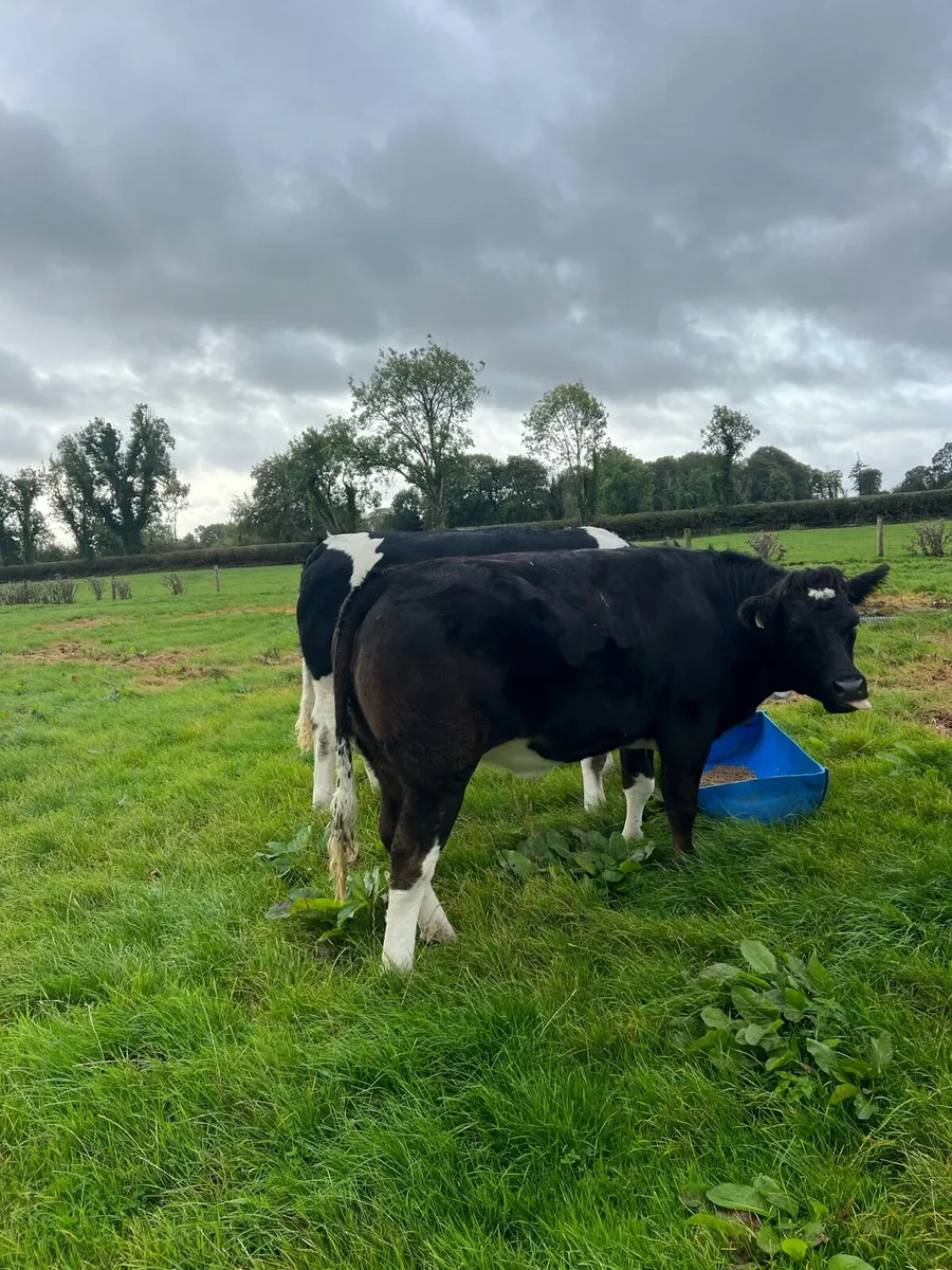 Roscommon mart 25th Sep - Image 2