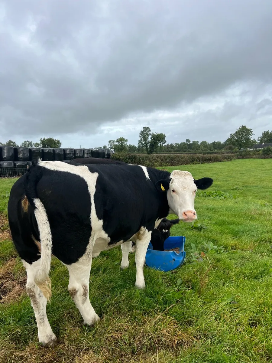 Roscommon mart 25th Sep - Image 1