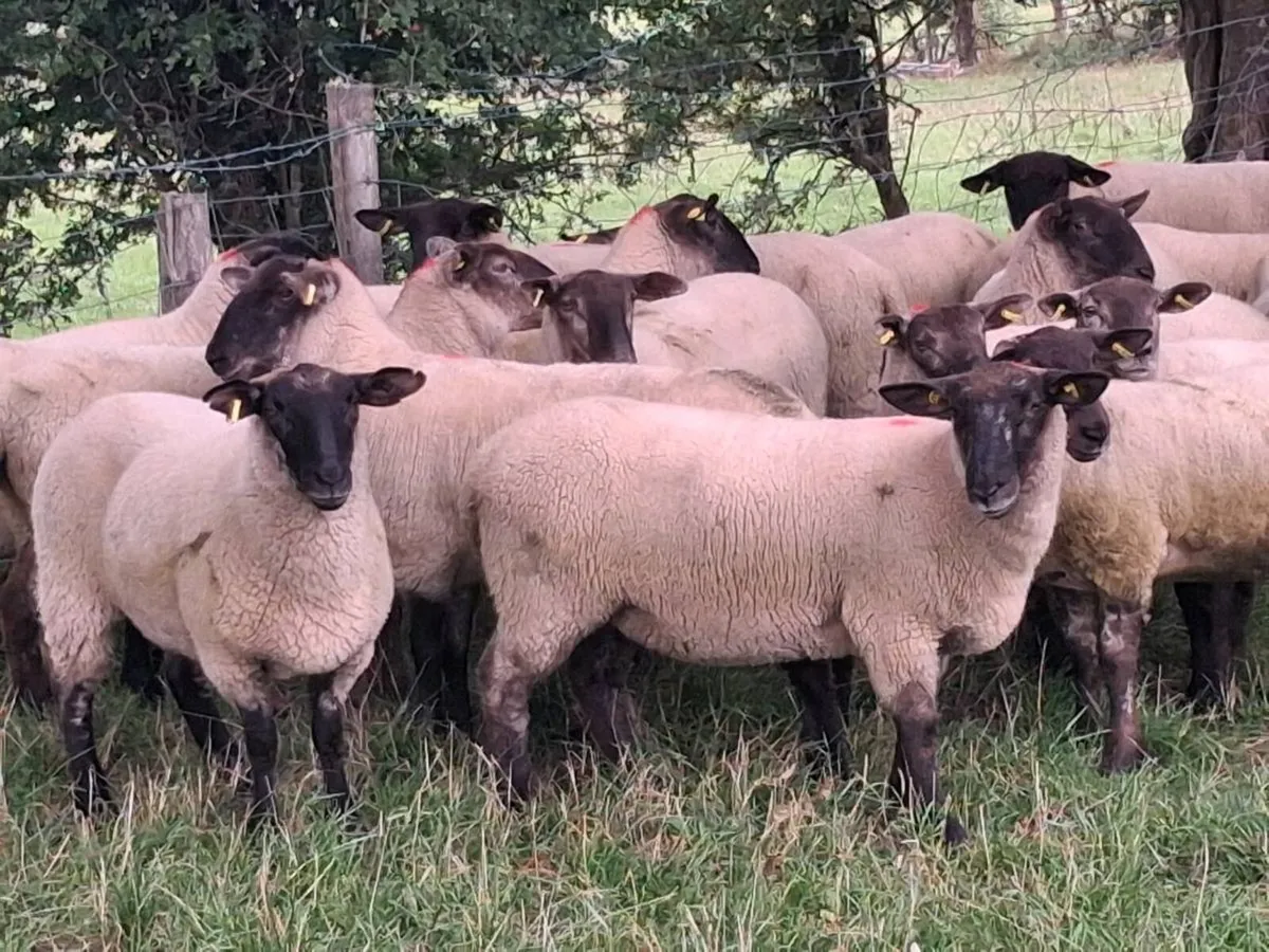 16 SUFFOLK HOGGET EWES FOR SALE - Image 2