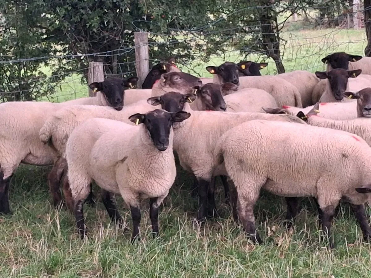 16 SUFFOLK HOGGET EWES FOR SALE - Image 3