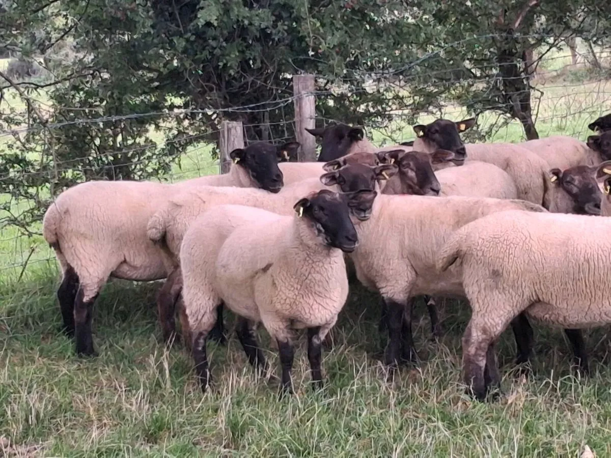 16 SUFFOLK HOGGET EWES FOR SALE - Image 4