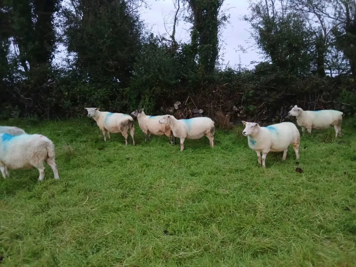 Ewes - Image 1