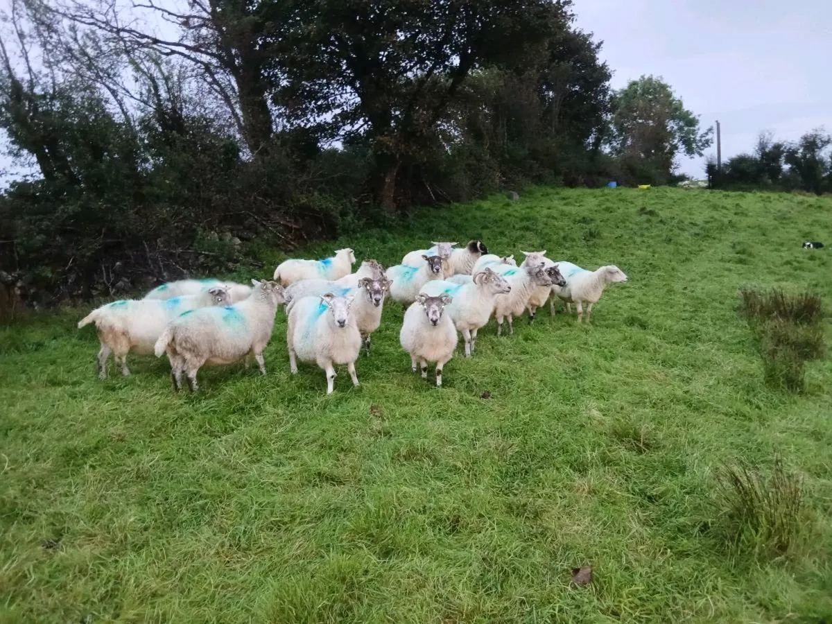 Ewes - Image 2