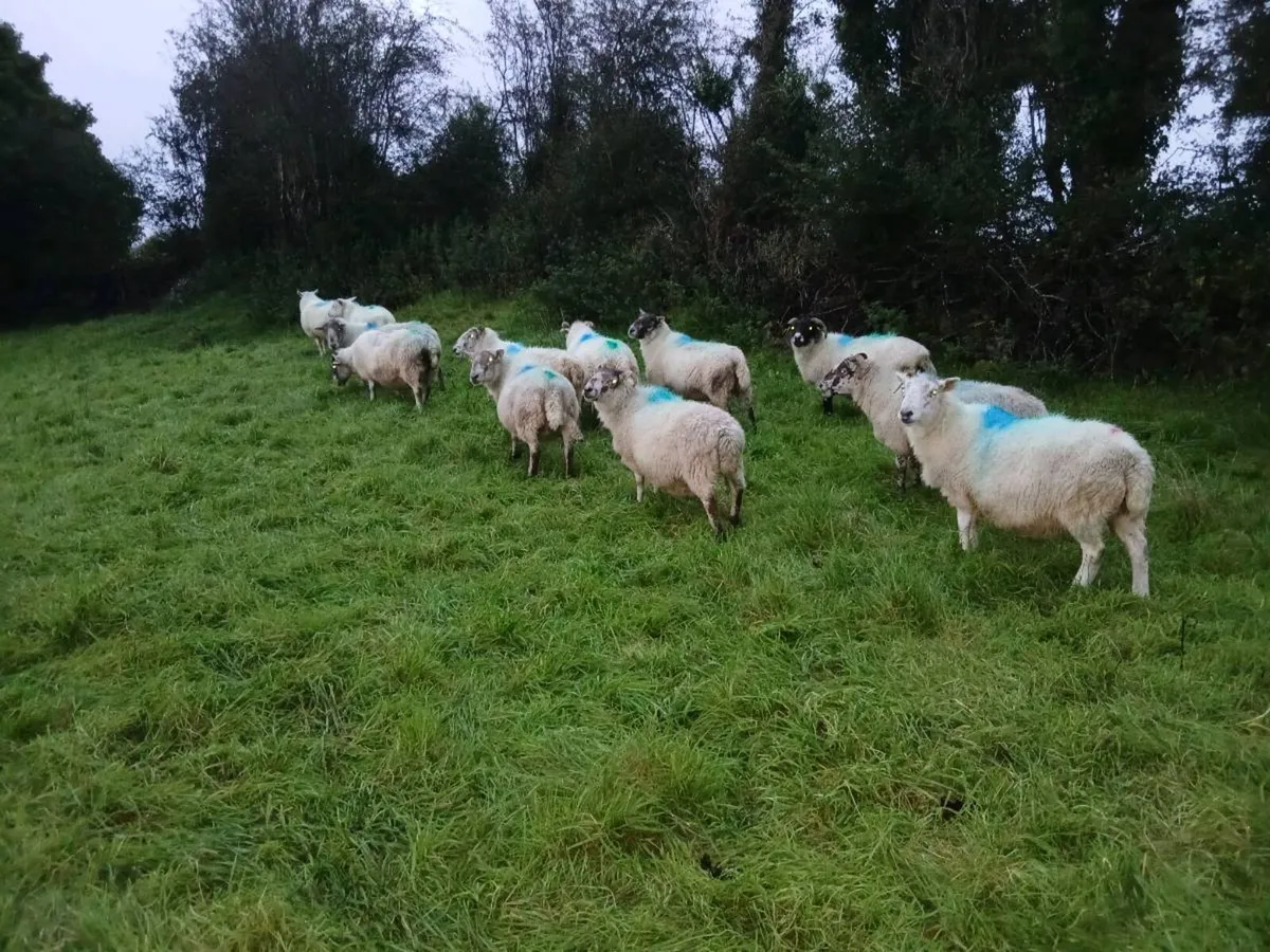 Ewes - Image 3