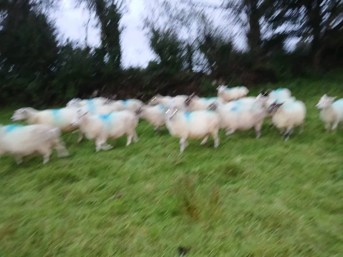 Ewes - Image 4
