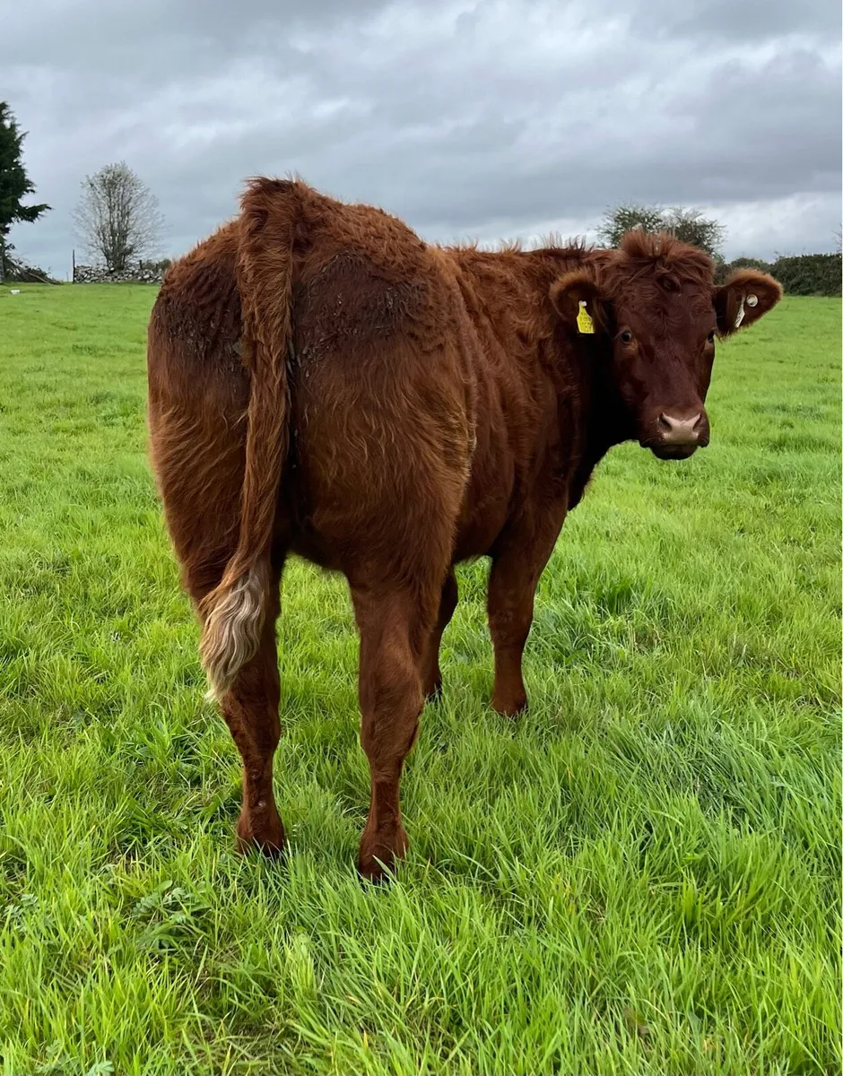 Roscommon Mart Super Breeding Heifers - Image 1