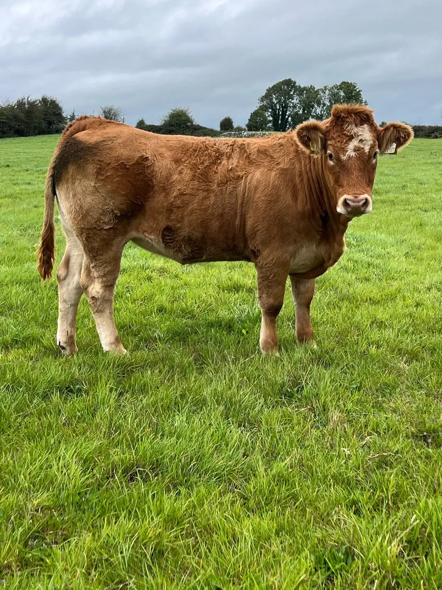 Roscommon Mart Super Breeding Heifers - Image 3