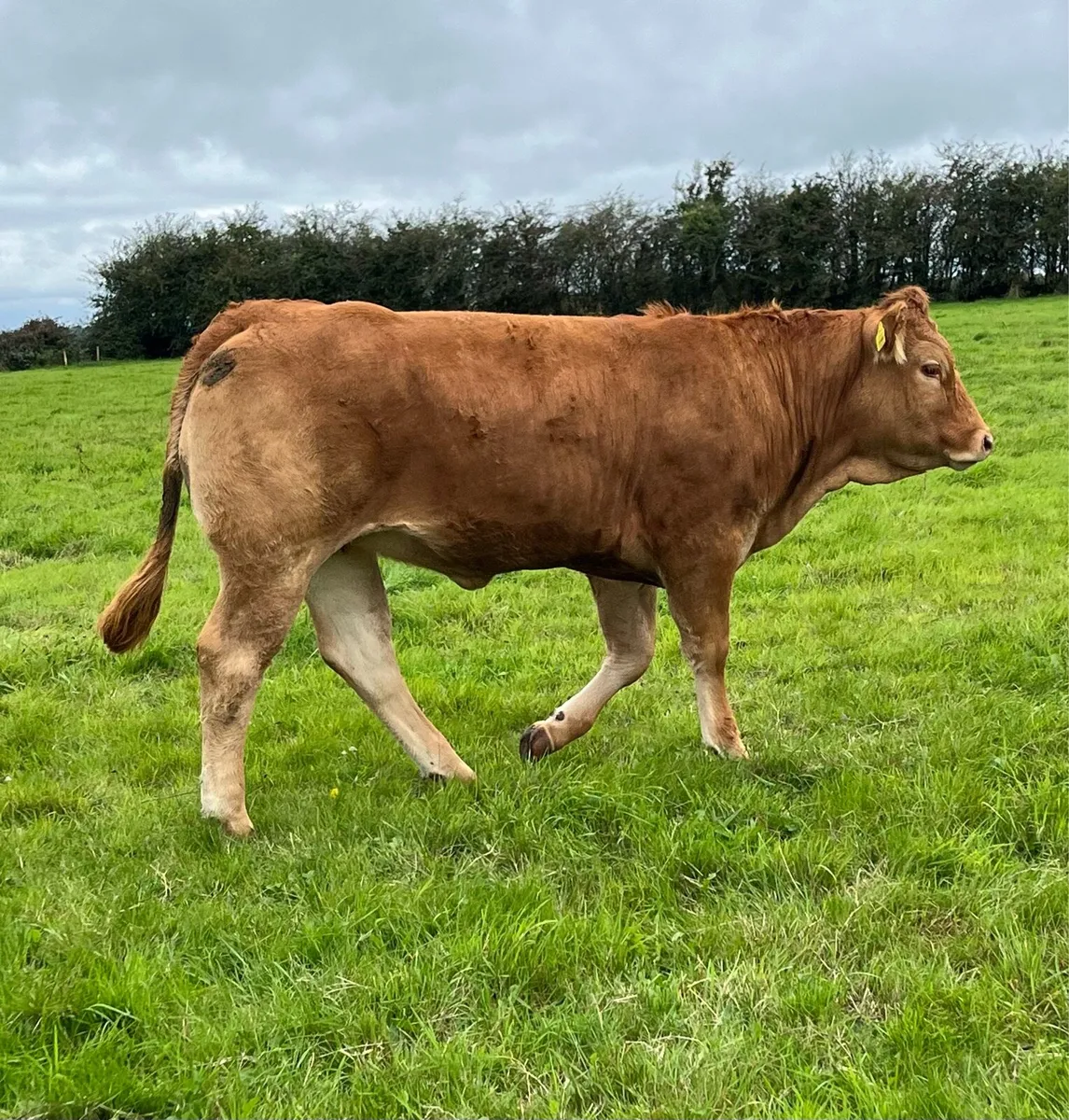 Roscommon Mart Super Breeding Heifers - Image 2