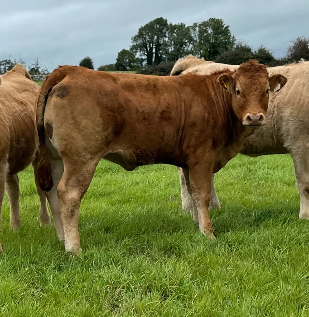 Roscommon Mart Super Breeding Heifers - Image 4