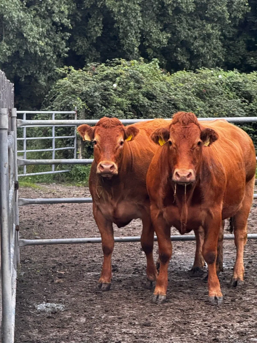 2 Calving Heifers - On Sale - Ennis Mart 29/09/26 - Image 1