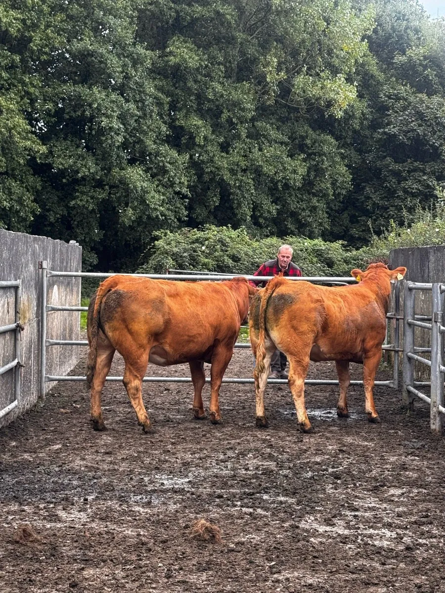 2 Calving Heifers - On Sale - Ennis Mart 29/09/26 - Image 2