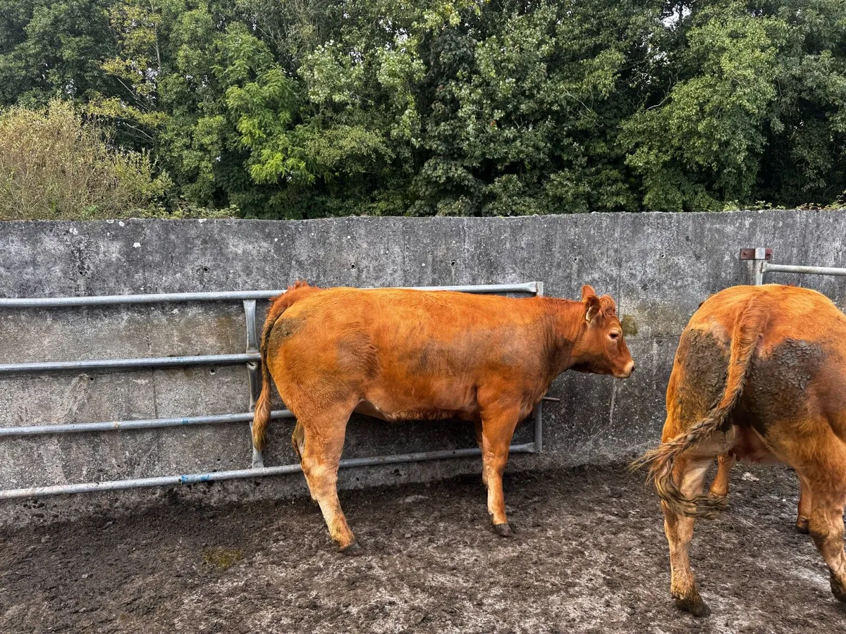 2 Calving Heifers - On Sale - Ennis Mart 29/09/26 - Image 3