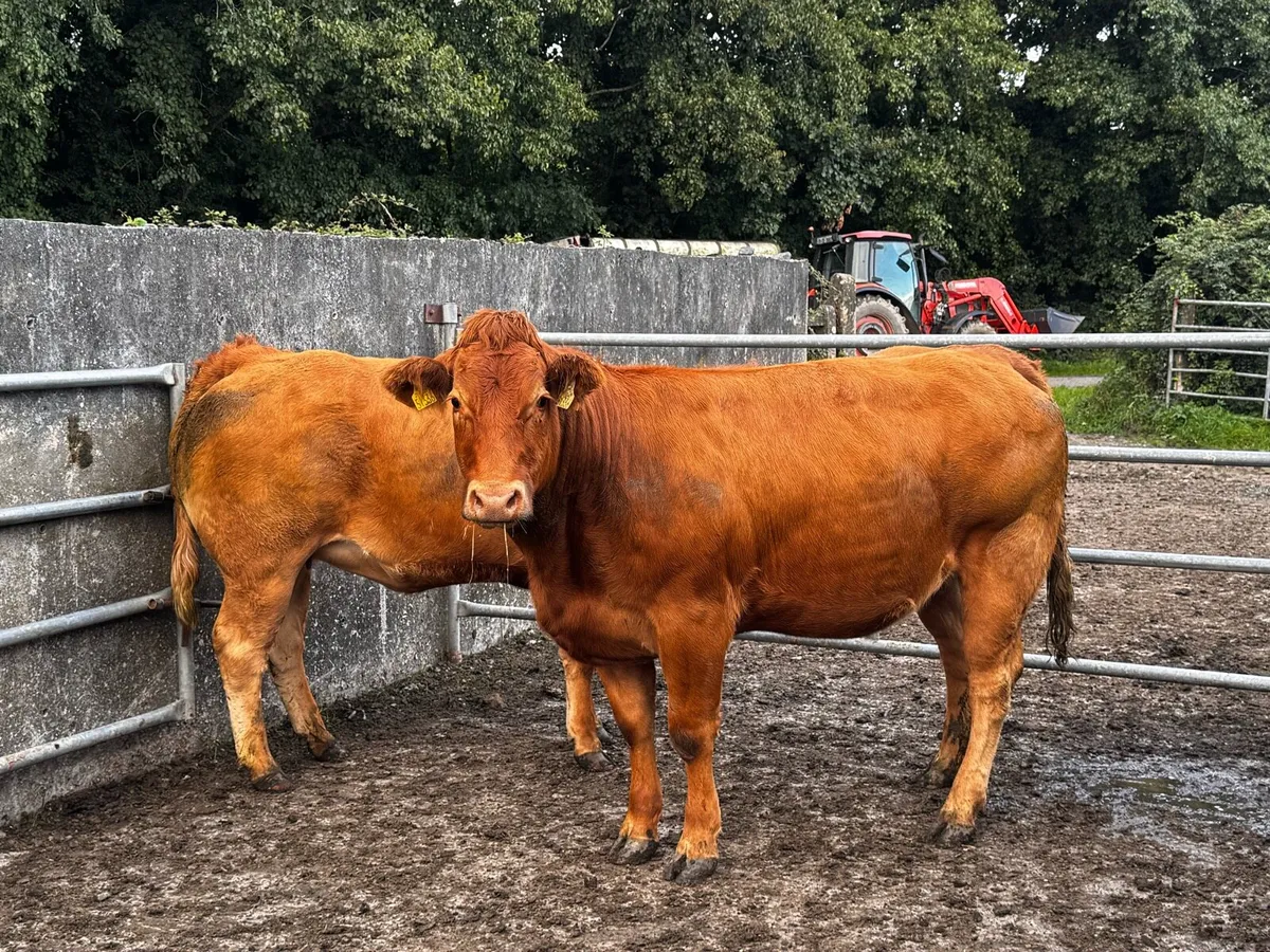 2 Calving Heifers - On Sale - Ennis Mart 29/09/26 - Image 4