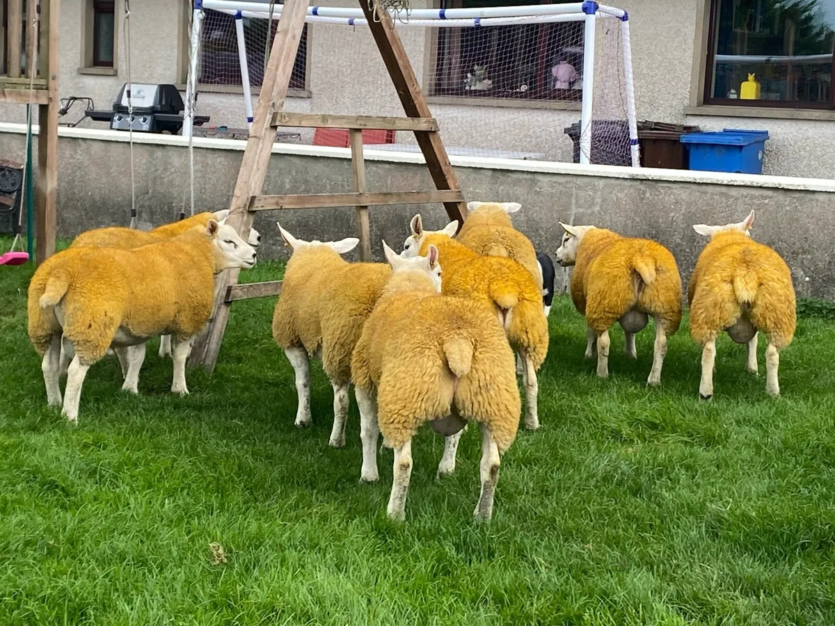 Pedigree texel ram lambs - Image 2