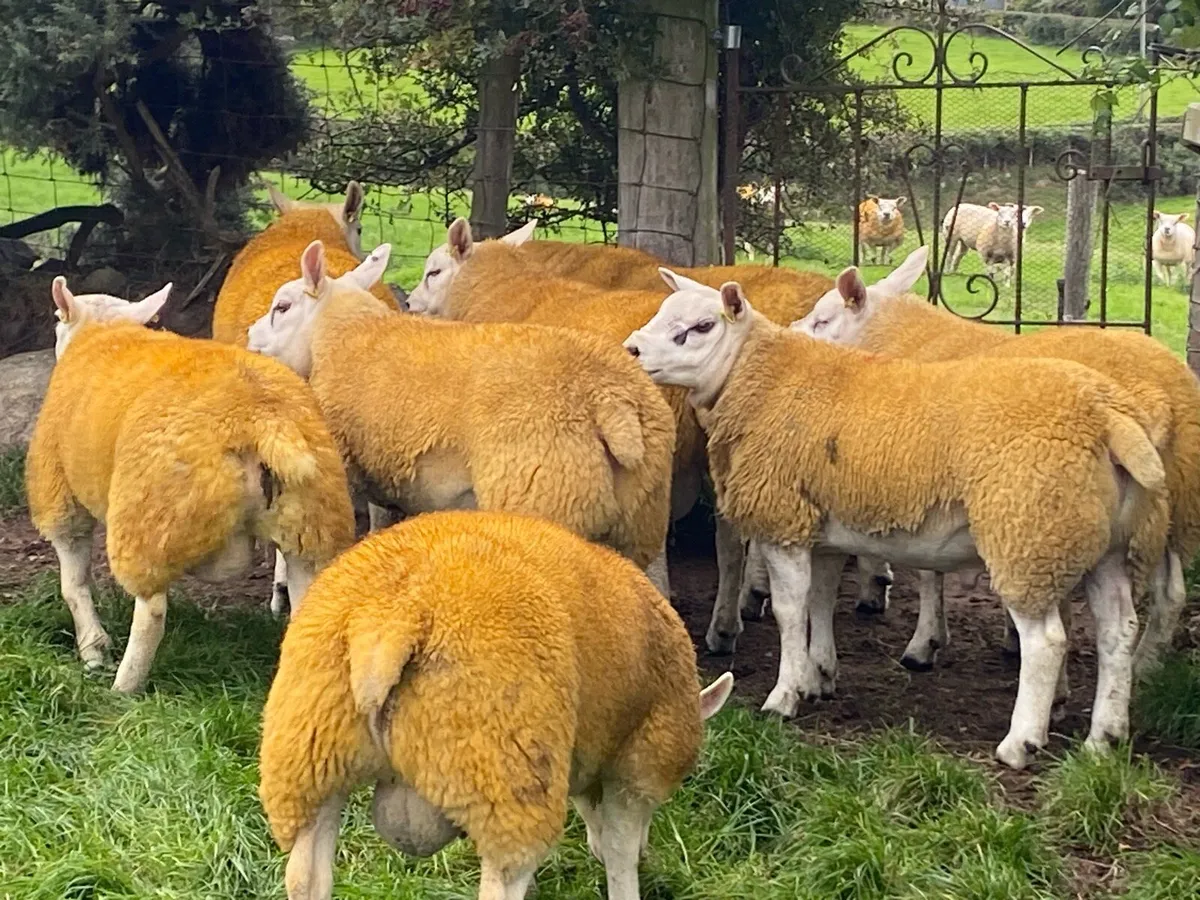 Pedigree texel ram lambs - Image 3