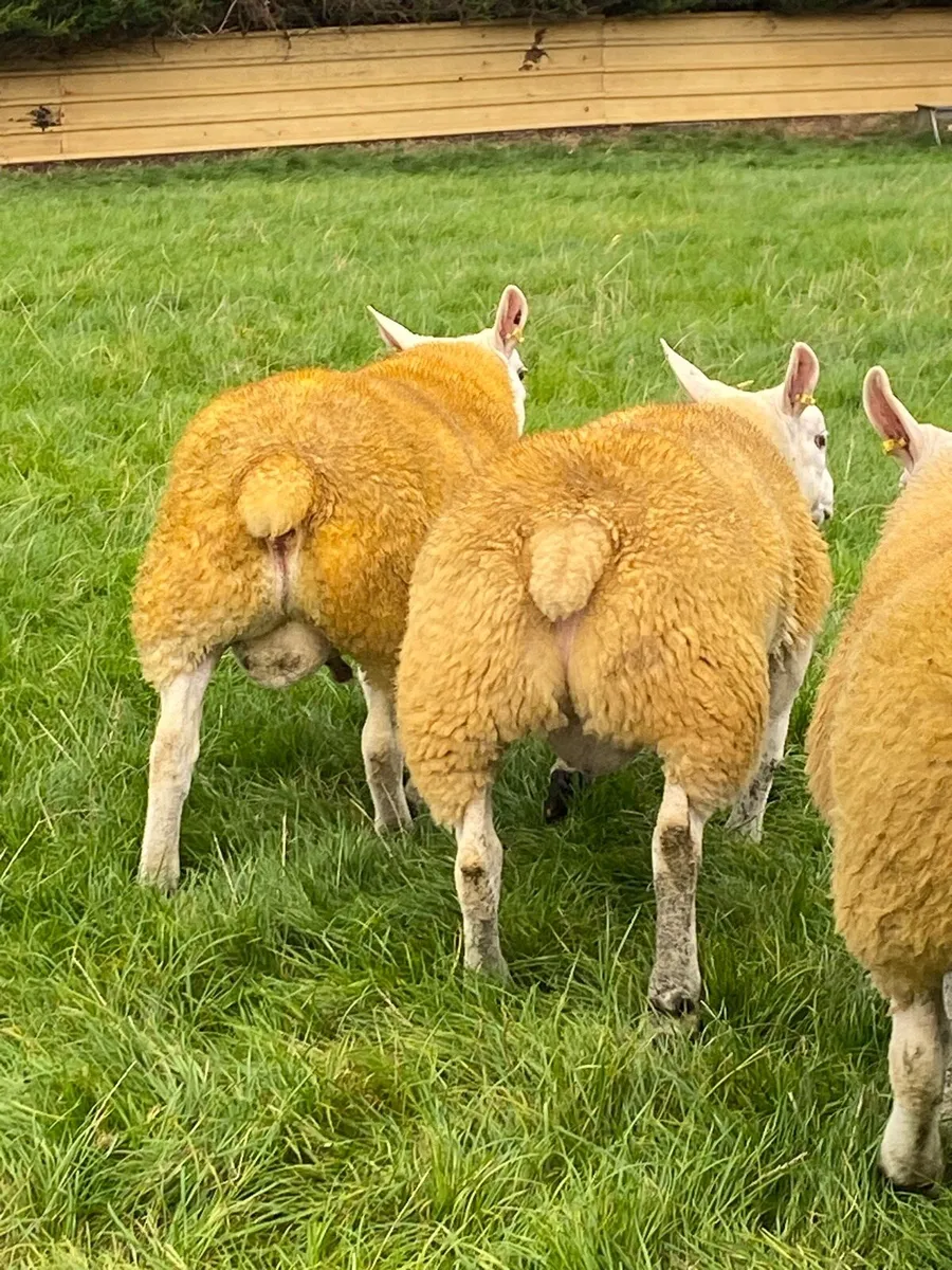 Pedigree texel ram lambs - Image 4