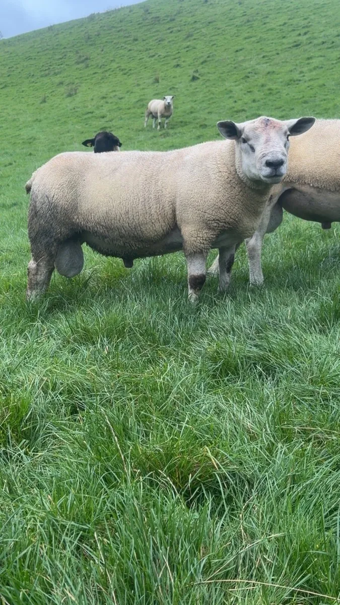 Shearling rams for sale - Image 1