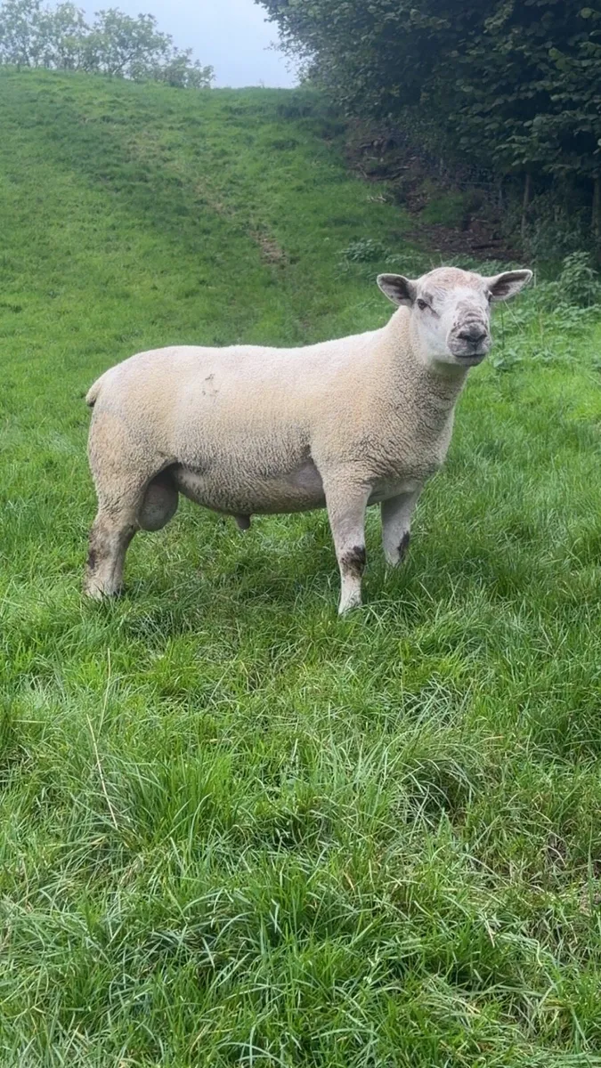 Shearling rams for sale - Image 2