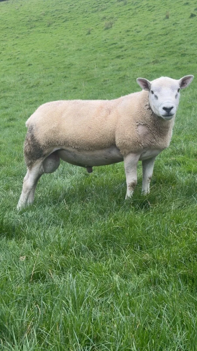 Shearling rams for sale - Image 3