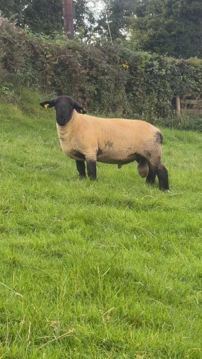 Shearling rams for sale - Image 4