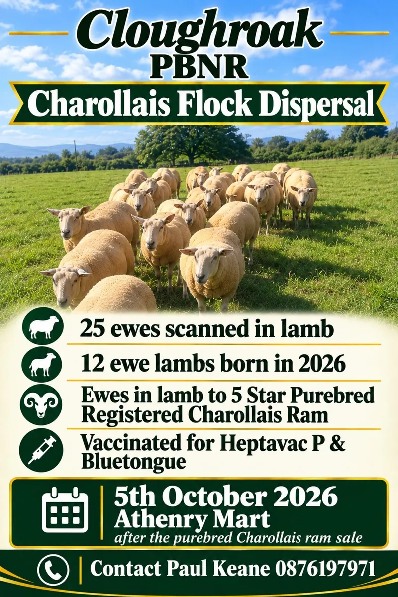 PURE BRED NON REGISTERED CHAROLLAIS EWES - Image 1