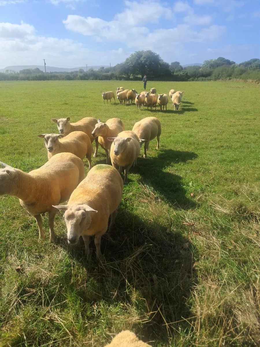 PURE BRED NON REGISTERED CHAROLLAIS EWES - Image 2