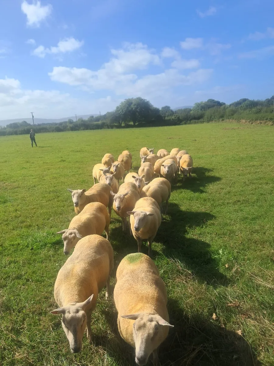 PURE BRED NON REGISTERED CHAROLLAIS EWES - Image 3
