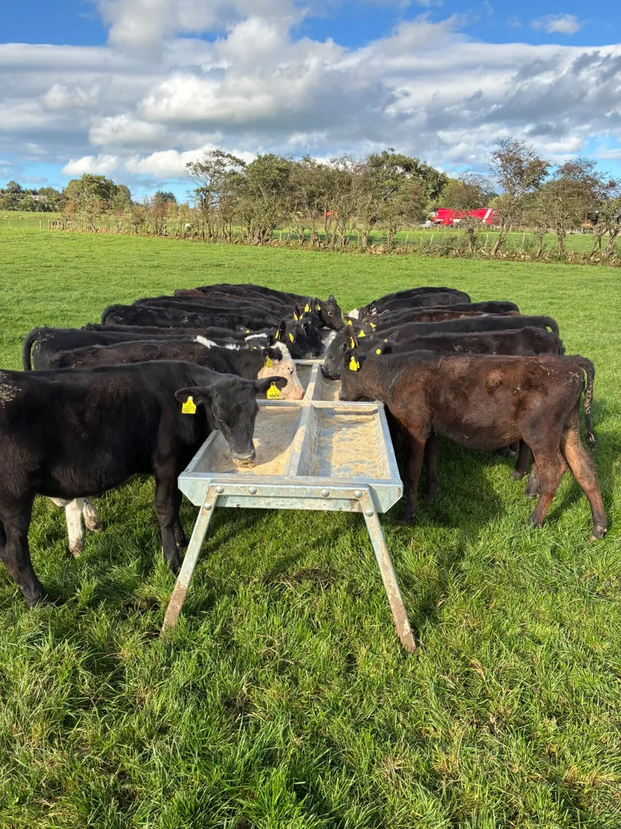 Angus Hereford and lim heifers - Image 1