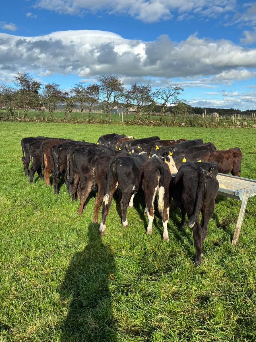 Angus Hereford and lim heifers - Image 2
