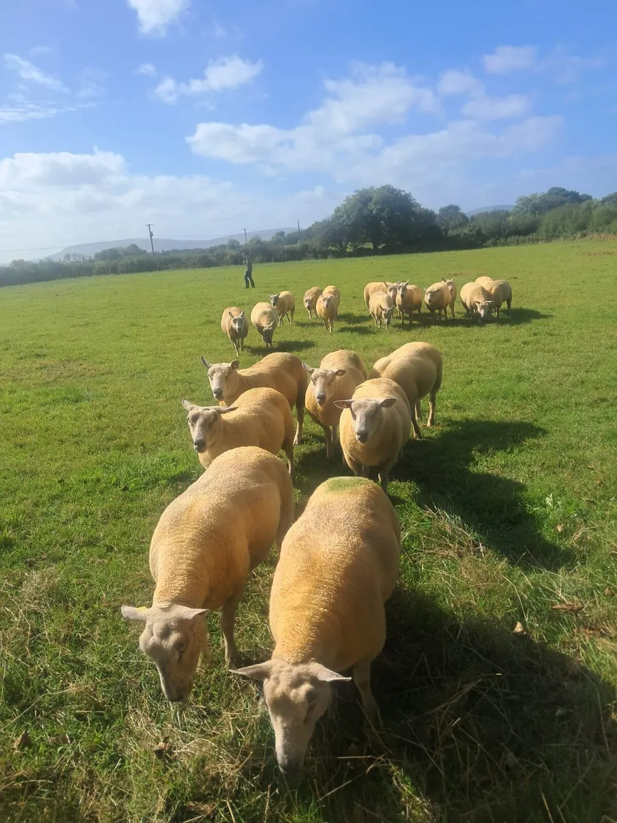 PURE BRED NON REGISTERED CHAROLLAIS EWES - Image 4