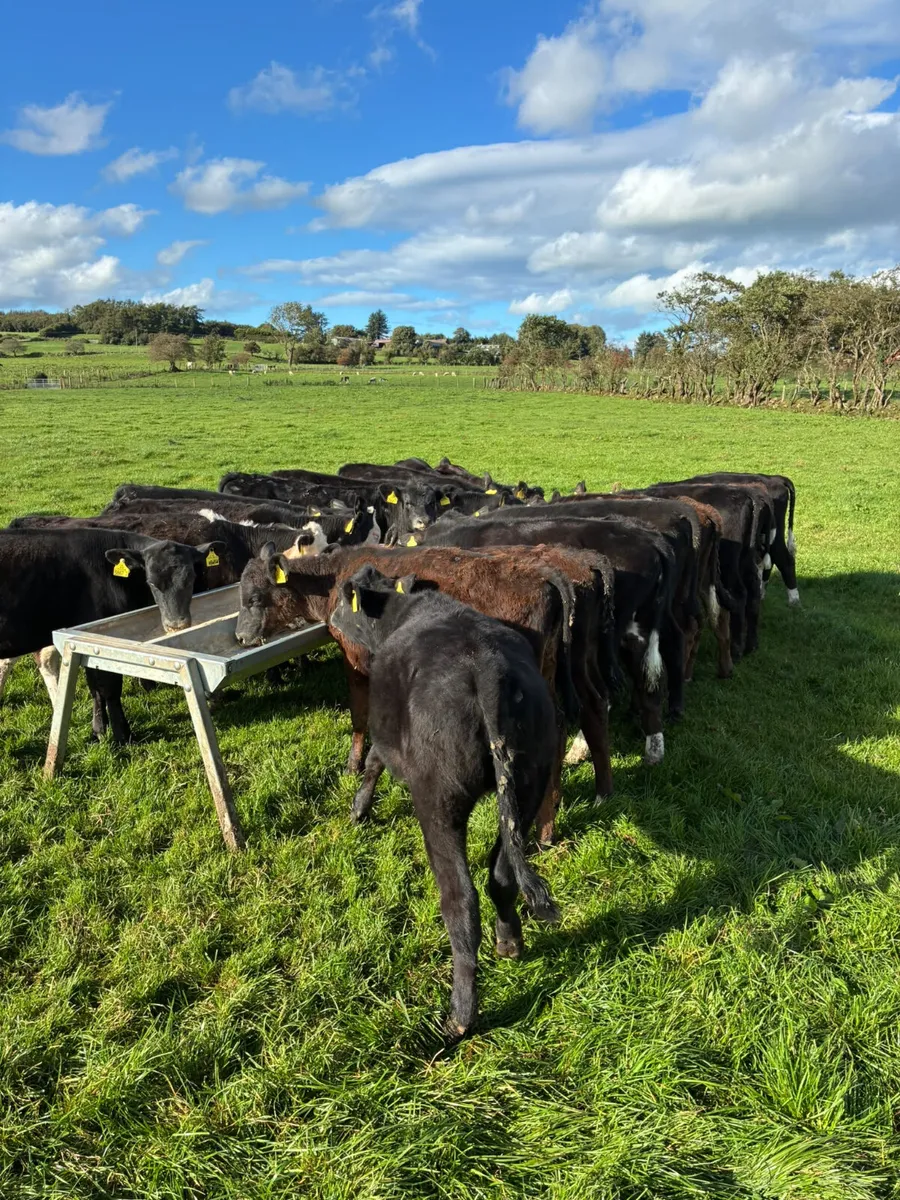 Angus Hereford and lim heifers - Image 4