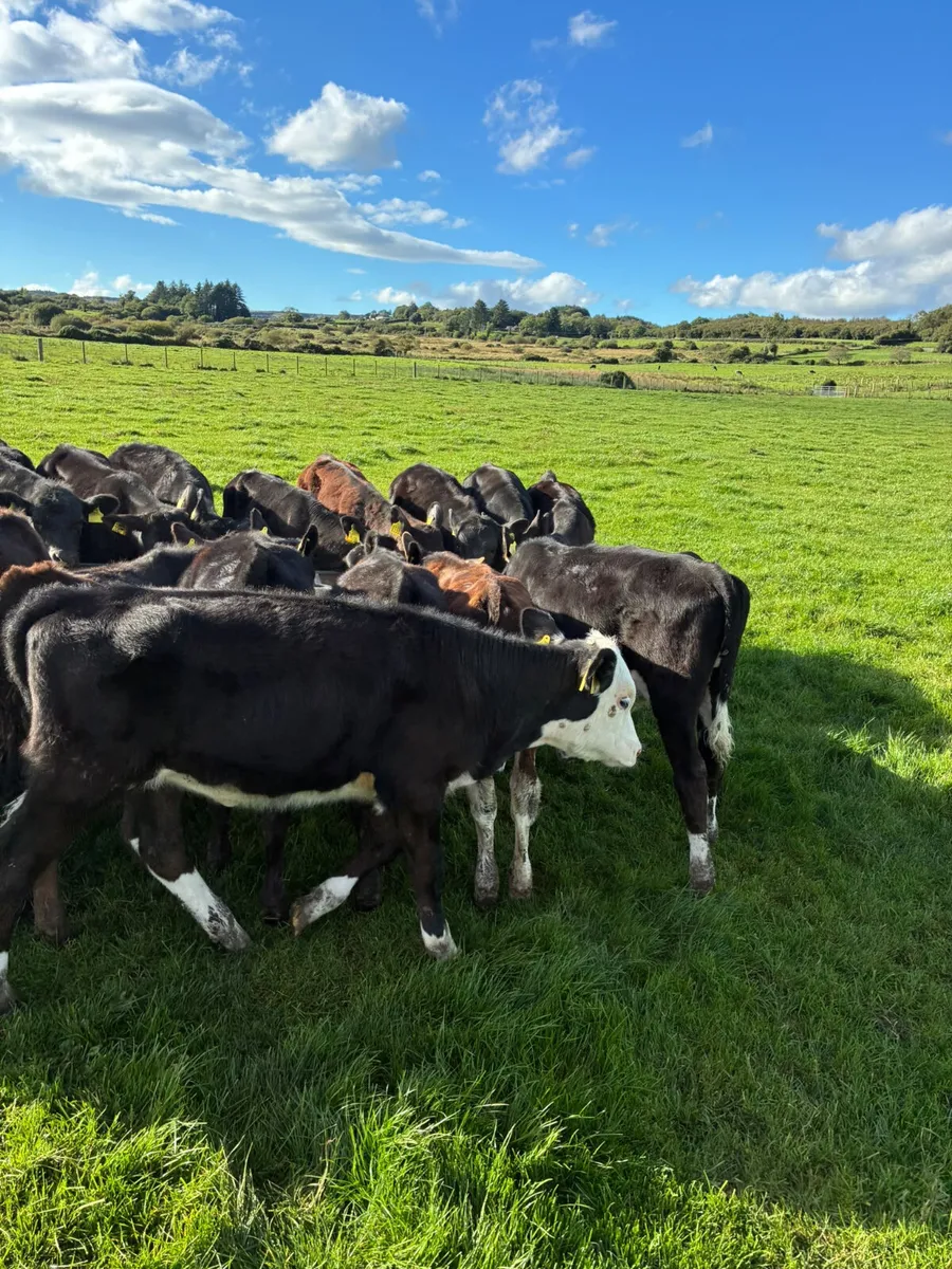 Angus Hereford and lim heifers - Image 3
