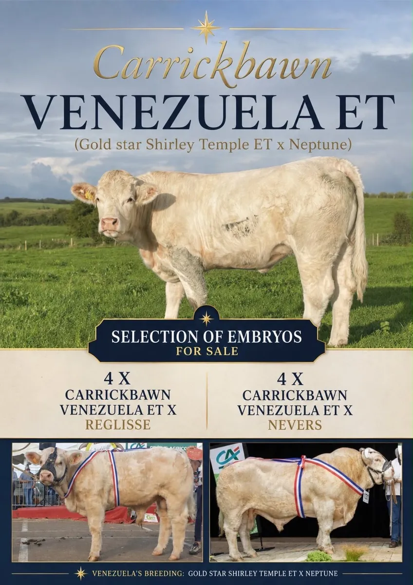 5🌟 Charolais Embryos - Image 1