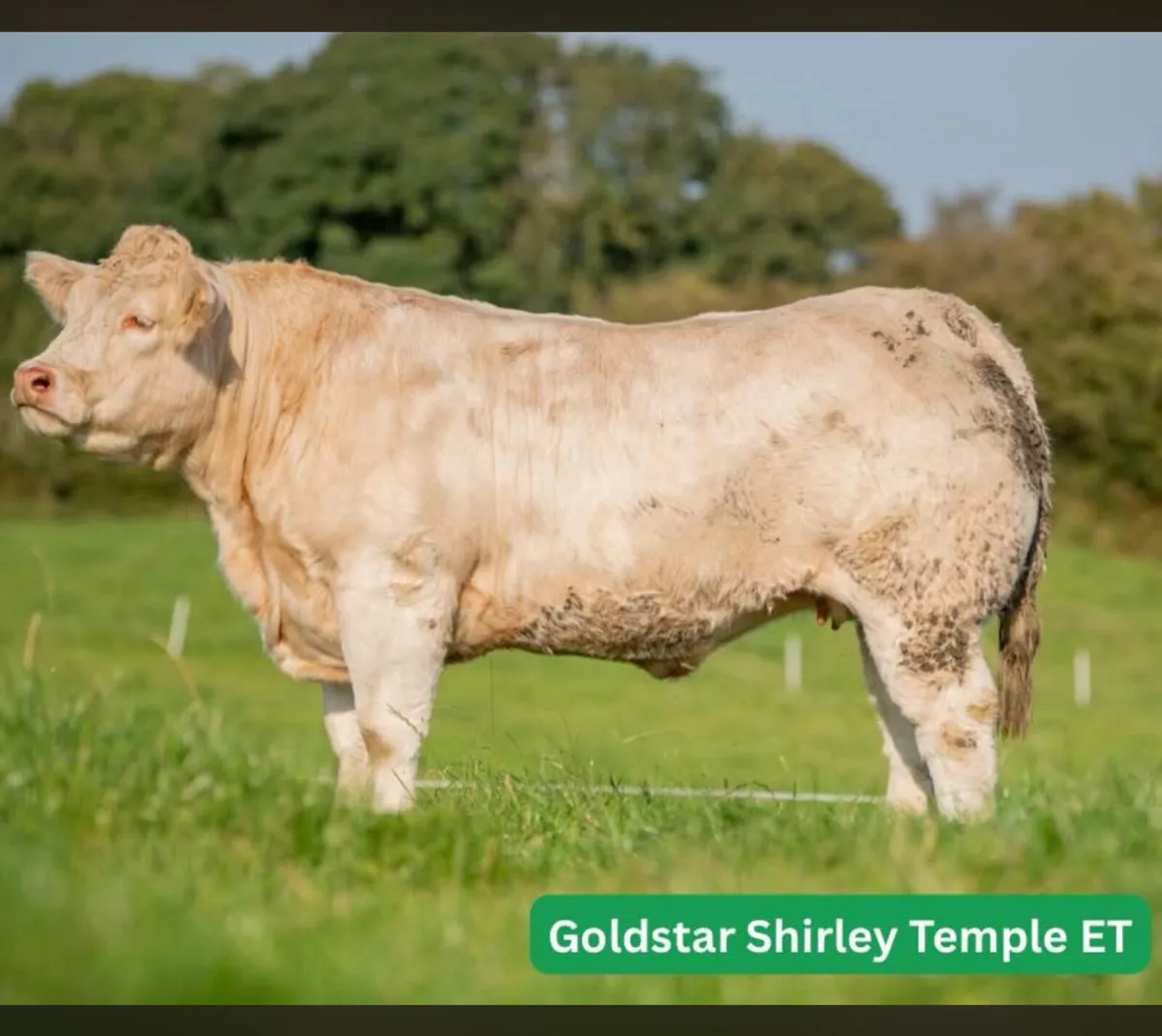 5🌟 Charolais Embryos - Image 2