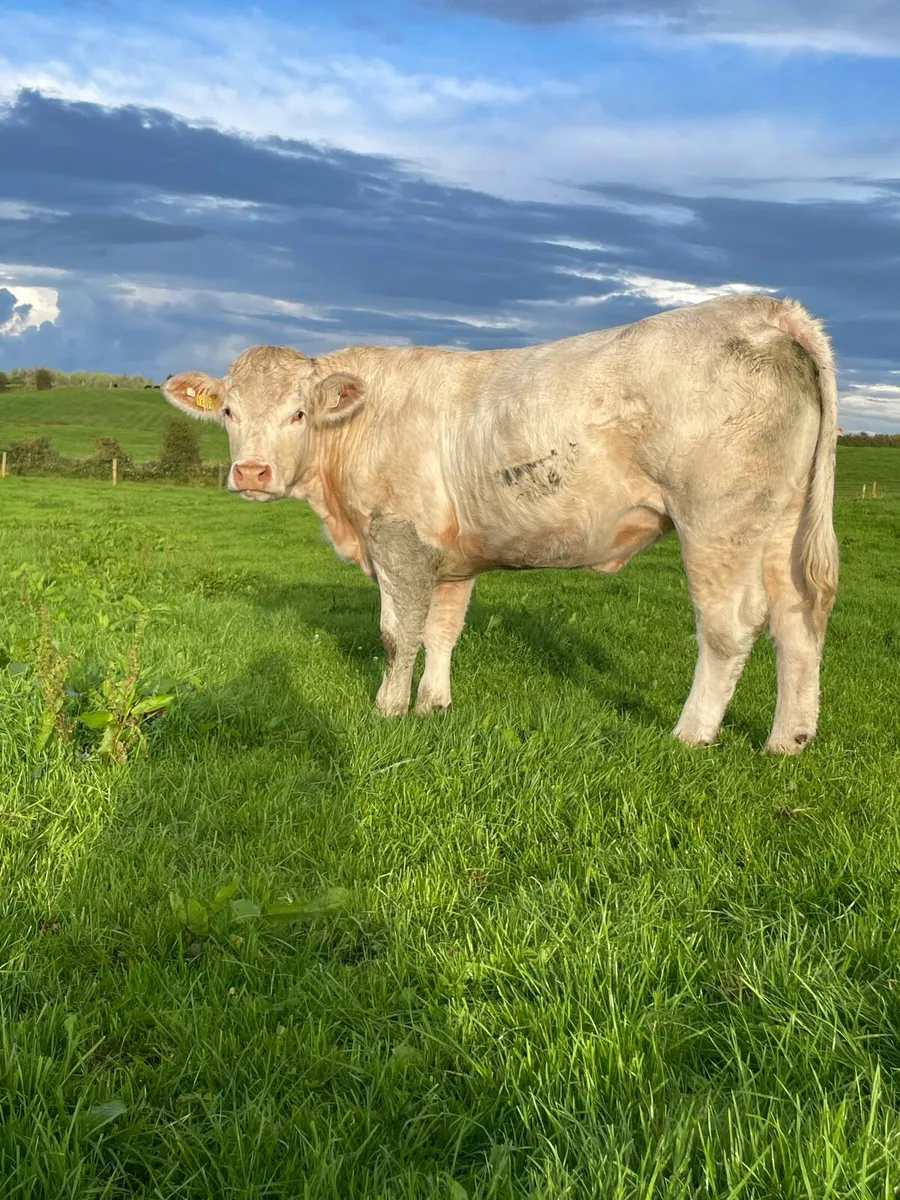 5🌟 Charolais Embryos - Image 3
