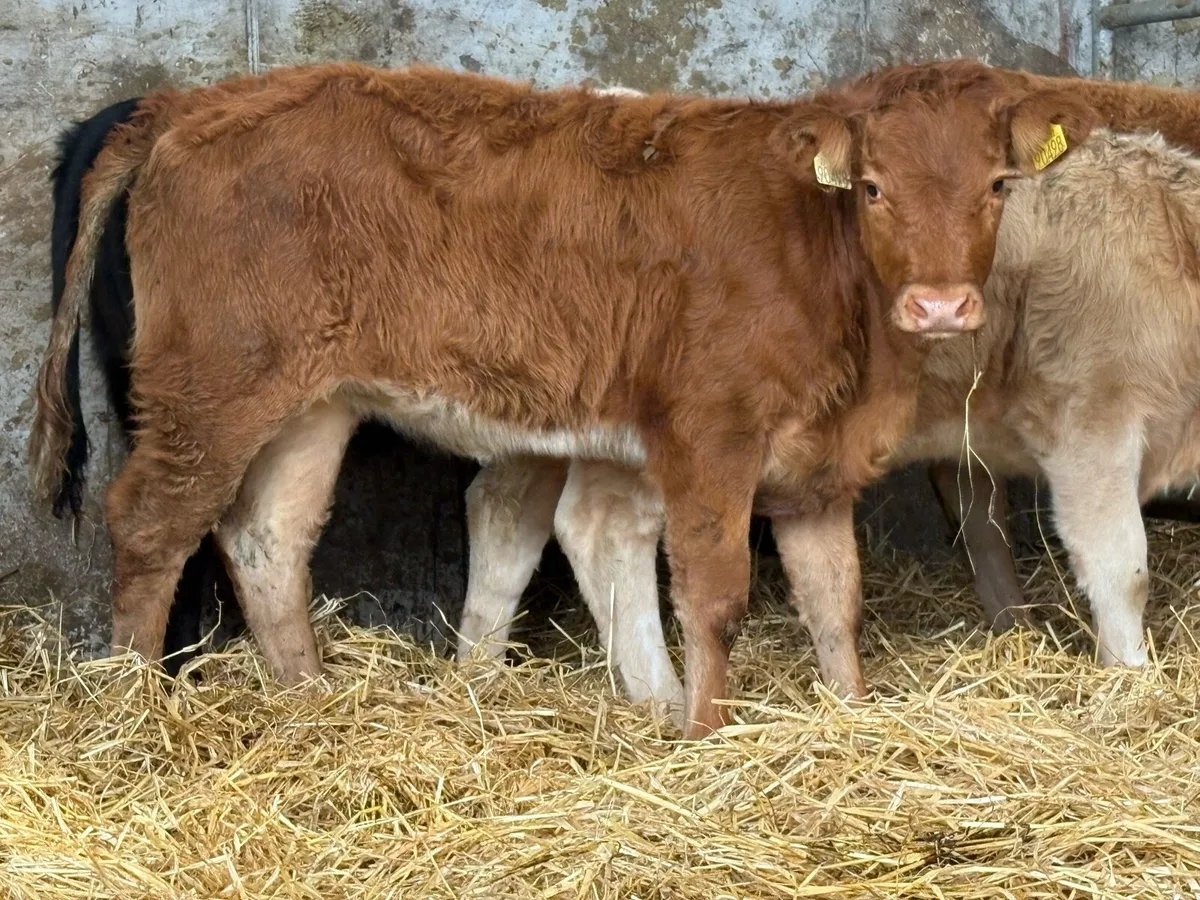 5 suckler breed heifer weanlings - Image 2