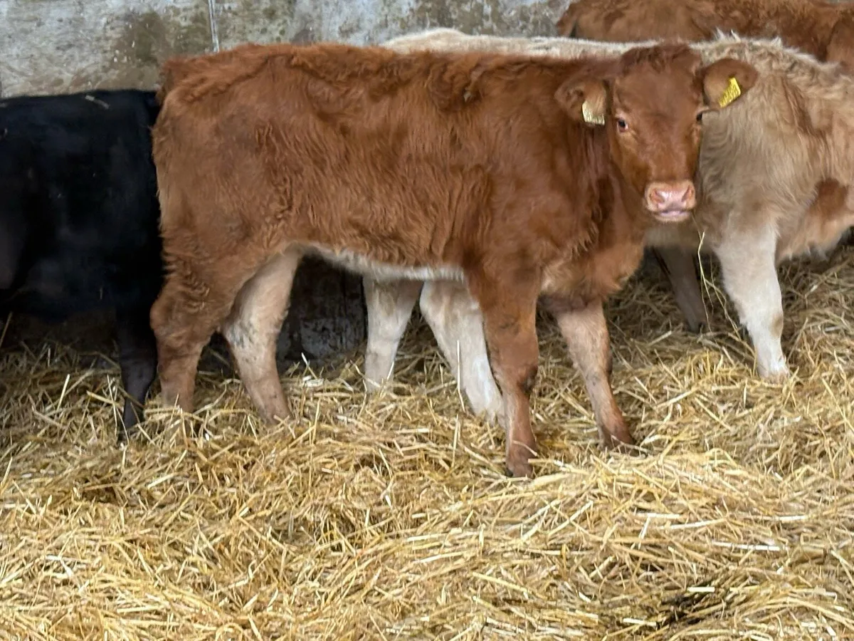 5 suckler breed heifer weanlings - Image 3